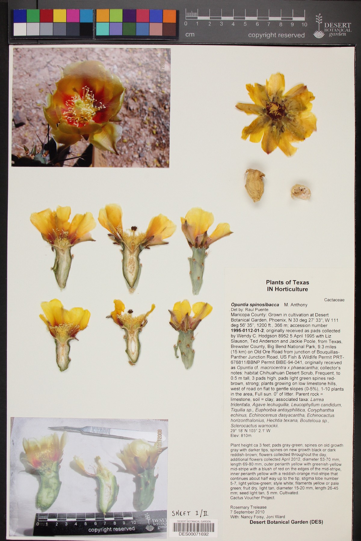 Opuntia x spinosibacca image