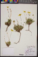 Tetraneuris acaulis var. arizonica image