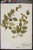 Populus trichocarpa image