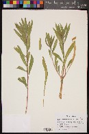 Oenothera elata image