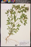 Polanisia dodecandra subsp. trachysperma image