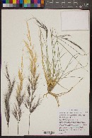 Aristida purpurea var. parishii image