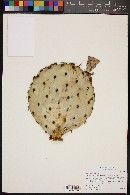 Opuntia x occidentalis image