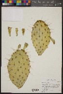 Opuntia phaeacantha image