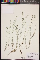 Draba rectifructa image