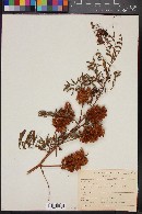 Glycyrrhiza lepidota image