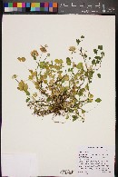 Trifolium hybridum image