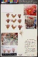 Ferocactus fordii image