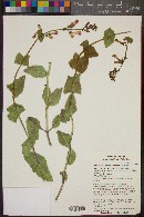 Penstemon pseudospectabilis image