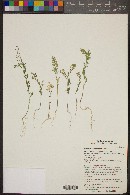 Lepidium lasiocarpum image