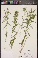 Collomia linearis image