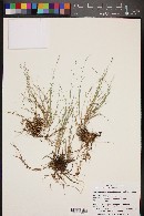 Muhlenbergia richardsonis image