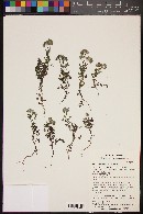 Phacelia cryptantha image