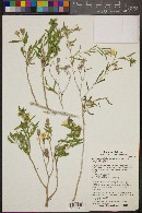 Mentzelia longiloba var. yavapaiensis image