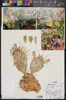 Opuntia polyacantha image