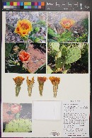 Opuntia phaeacantha image