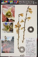 Yucca utahensis image