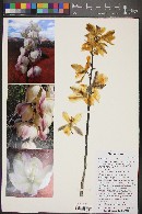 Yucca utahensis image