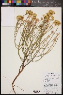 Ericameria nauseosa var. leiosperma image