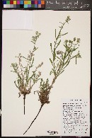 Oreocarya suffruticosa image