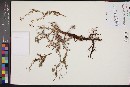 Eriogonum microthecum var. simpsonii image