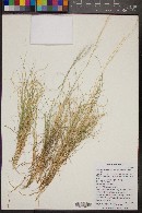 Aristida purpurea var. nealleyi image