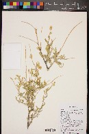 Atriplex canescens subsp. canescens image