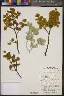 Phoradendron leucarpum subsp. tomentosum image