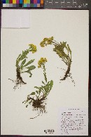 Solidago multiradiata image