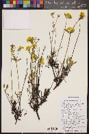 Eriogonum umbellatum var. subaridum image