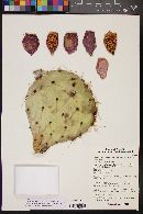 Opuntia engelmannii image