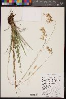 Bromus porteri image