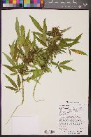 Cannabis sativa image