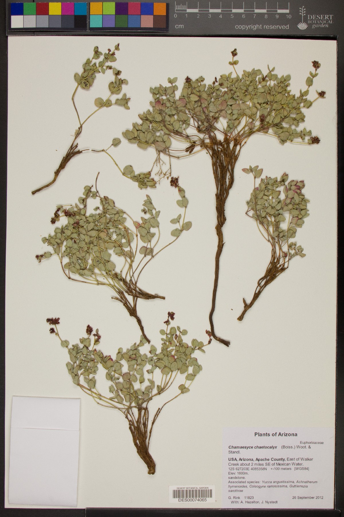 Chamaesyce chaetocalyx image