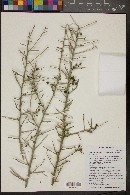 Sarcomphalus obtusifolius image