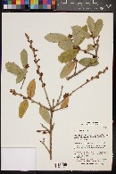 Quercus grisea image