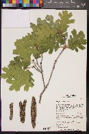 Quercus gambelii image