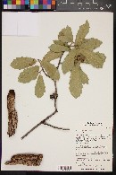 Quercus grisea image