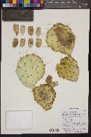 Opuntia phaeacantha image