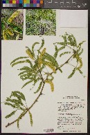 Prosopis velutina image