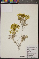 Eriogonum corymbosum image