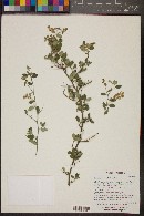 Ceanothus fendleri image