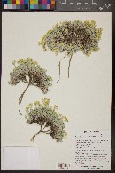 Physaria arizonica image