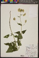 Brickellia grandiflora image