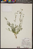 Gilia clokeyi image