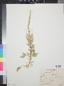 Amaranthus palmeri image