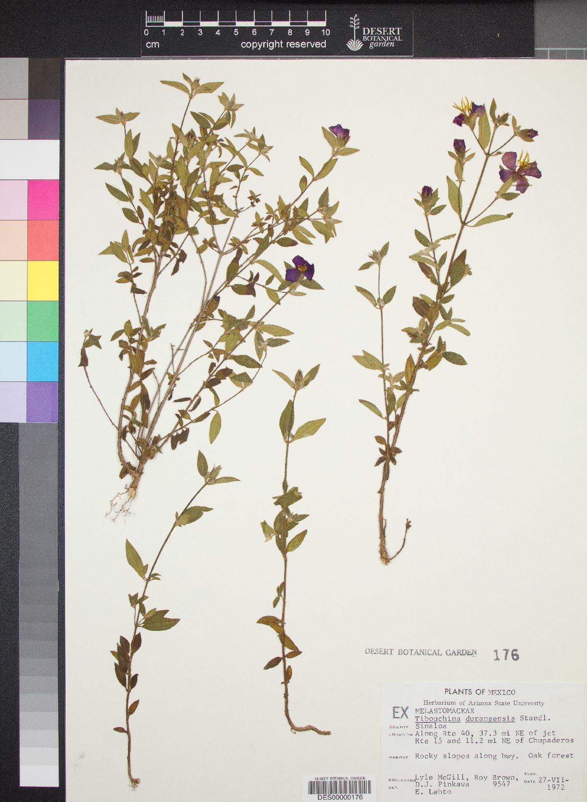 Tibouchina durangensis image