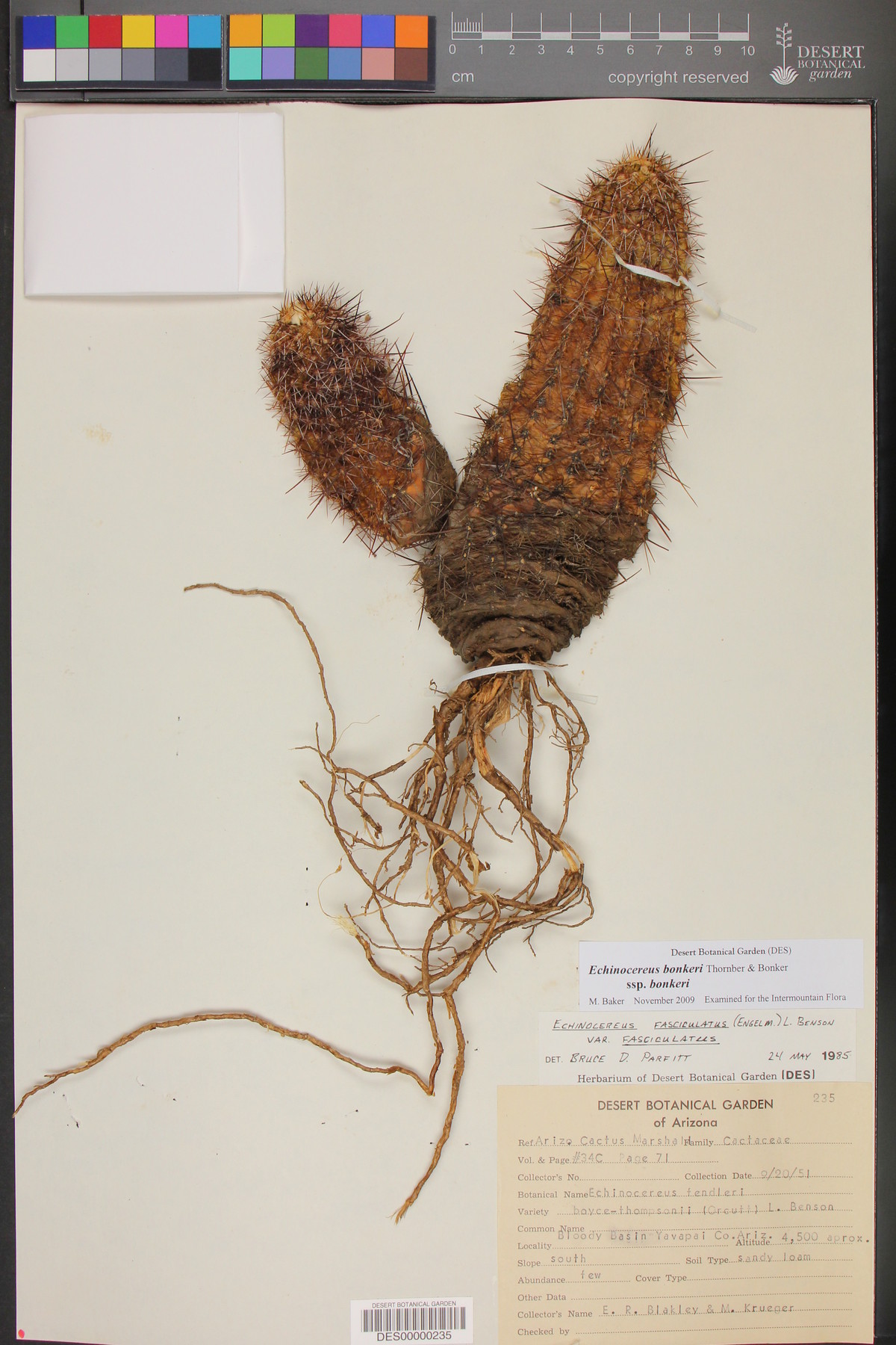 Echinocereus bonkerae subsp. bonkerae image