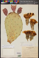 Opuntia engelmannii image