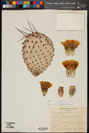 Opuntia macrocentra image